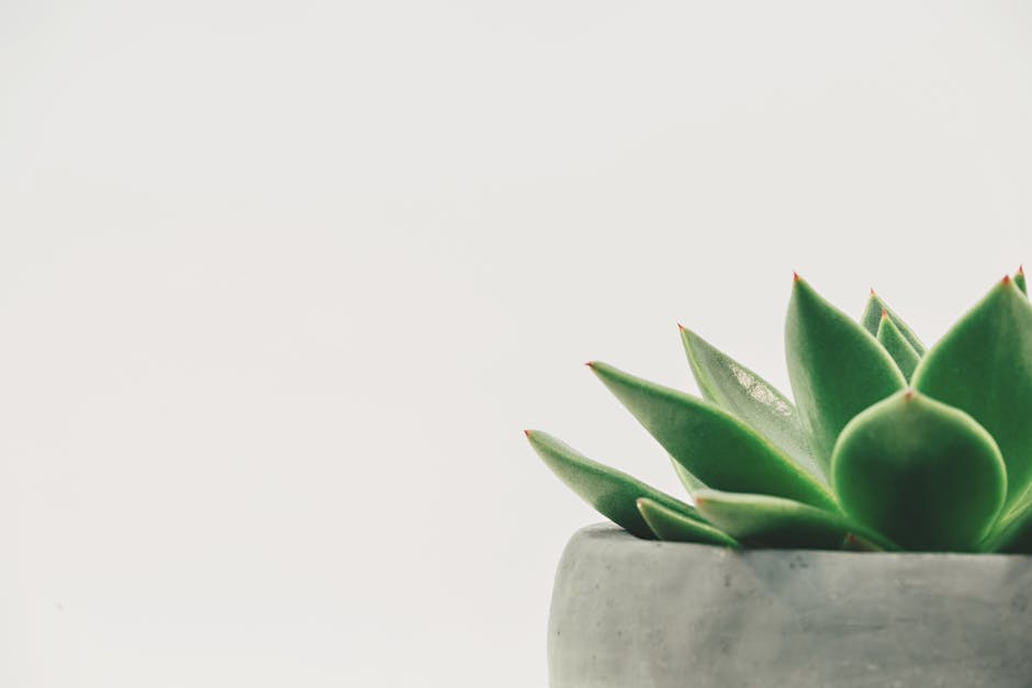 Close-up of a green succulent plant in a pot against a white background.