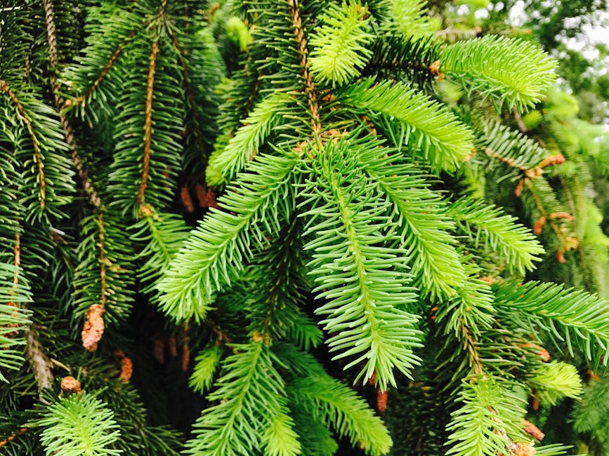 Detailed close-up of lush green pine tree branches with vibrant needles.